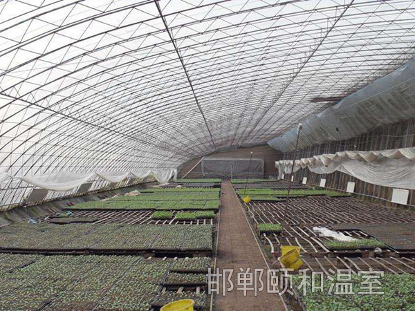 日光溫室 (14)